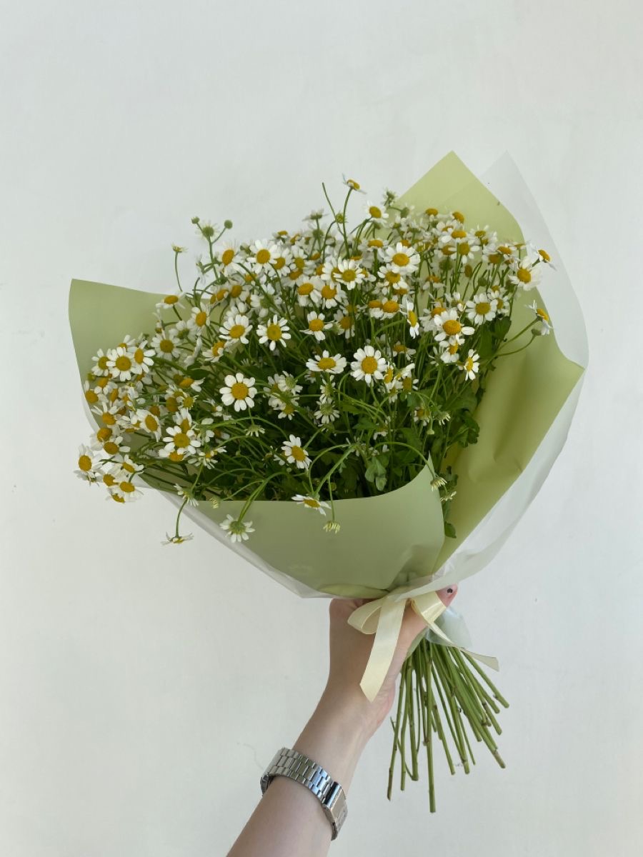 Cúc Tana xinh xắn