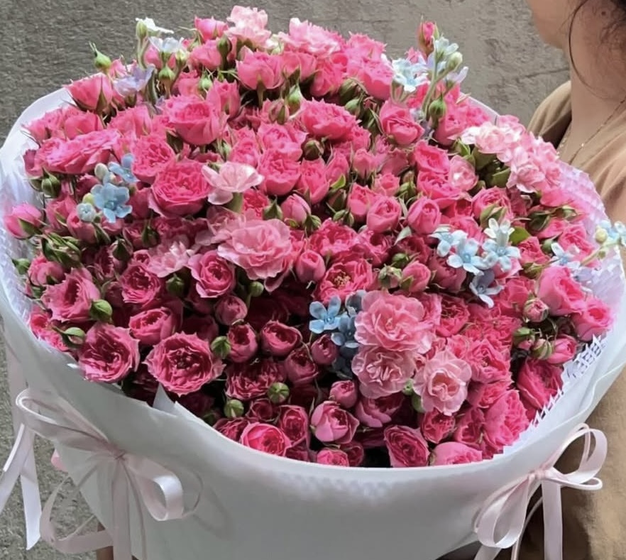 Hồng chùm Sophia rực rỡ